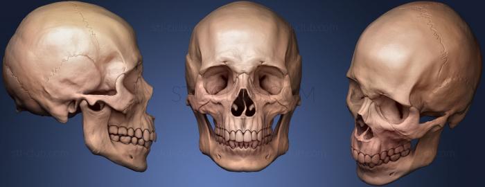 3D модель Cranio Masculino (STL)